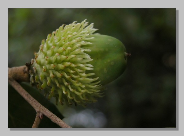 Querce sempreverdi